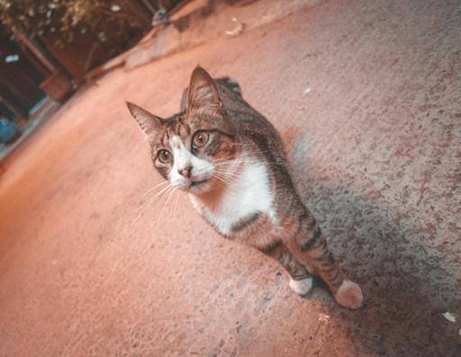 Riad Three Brothers มาร์ราเกช ภายนอก รูปภาพ